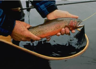 Biologists Trying To Save Trout From Extinction Restored  Wrong Fish